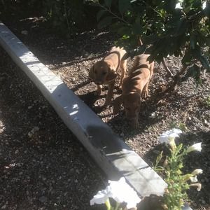 Meet your Posher, Ricardo